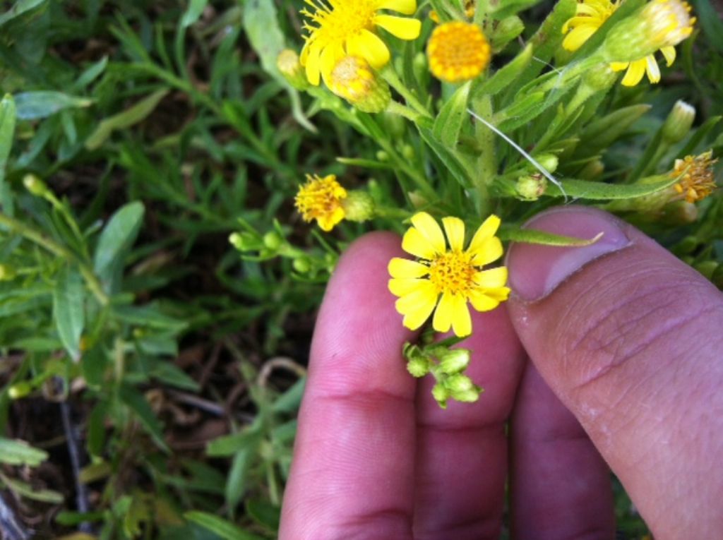 Dittrichia viscosa